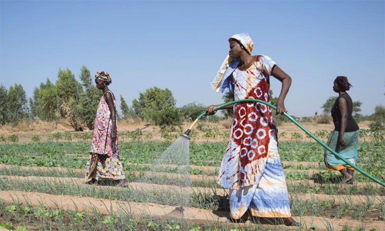 Afrique-subsaharienne champ femme-min