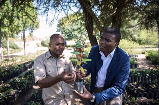 Journée nationale de l'arbre : Gandiaye accueille le lancement de la campagne nationale de reboisement