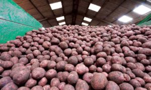 stockage-pommes-de-terre