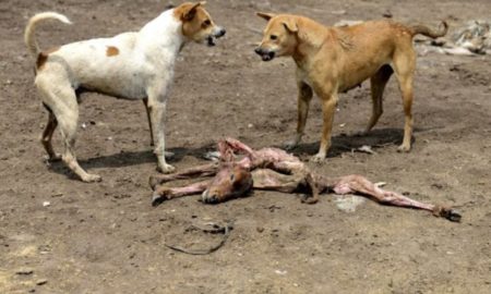 Kaolack : 170 chiens errants et chacals abattus par le service départemental de l'élevage