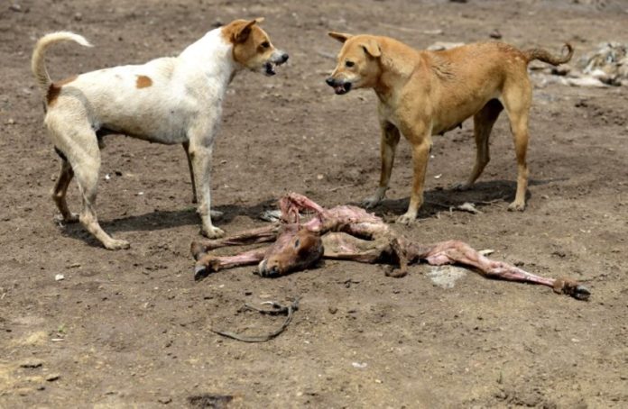 Kaolack : 170 chiens errants et chacals abattus par le service départemental de l'élevage