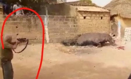 L'hippopotame tué à Kédougou serait la cause de la mort de 4000 animaux en 2 semaines selon Ansoumana Dione