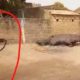 L'hippopotame tué à Kédougou serait la cause de la mort de 4000 animaux en 2 semaines selon Ansoumana Dione