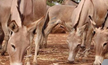 Grippe équine et Gourme : les agriculteurs de Louga s’inquiètent à l’approche de l’hivernage