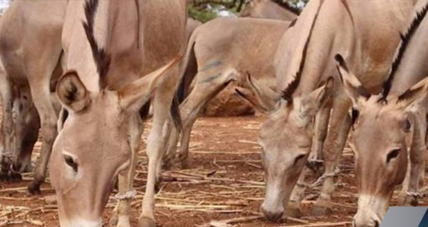 Grippe équine et Gourme : les agriculteurs de Louga s’inquiètent à l’approche de l’hivernage