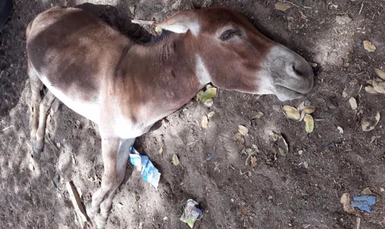 Kaolack : maladie des chevaux et ânes dans le département