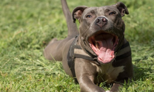 Horreur à Pikine Icotaf : Abdoulaye Baldé se fait déchiqueter par un pitbull qui s’est échappé de son maître