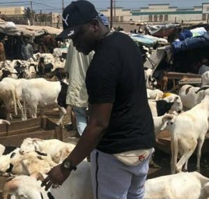 Tabaski 2019 : à Kaolack, Ousmane Noel Dieng pense à soulager les plus démunis avec 250 moutons en vue !