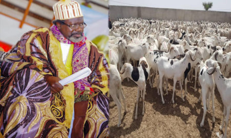 Cheikh Tidiane Alioune Cissé mouton Tabaski