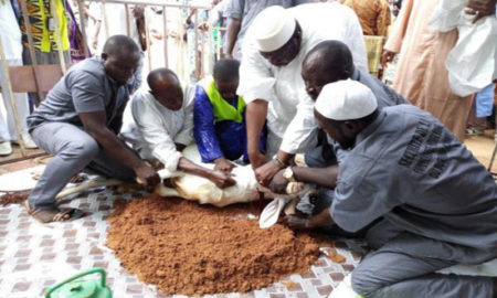 Tabaski-2019-senegal mouton égorgé