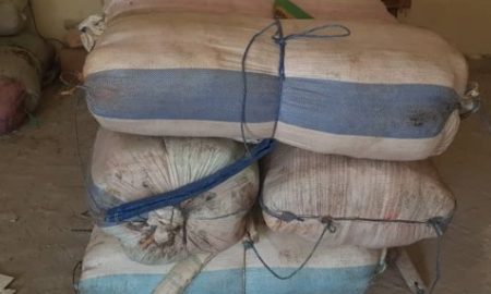 Kaolack : saisie de 300 kg de chanvre indien d'une valeur de 24 millions !