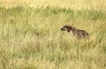 Nioro : une hyène empêche les populations des villages de Keur Layine Guèye, Keur Mari et Keur Bidji Awa de dormir