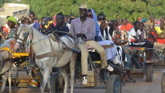 Magal de Touba : les charretiers se frottent les mains malgré le mauvais état de certaines routes