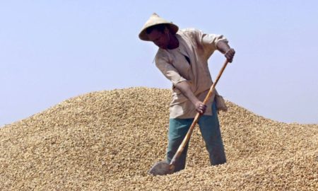 campagne arachidière sénégal