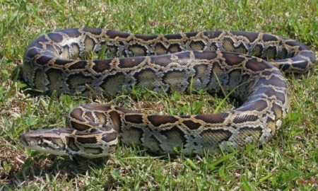 Kaolack : les serpents sèment la terreur à l’école élémentaire Sibassor 3