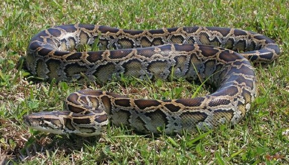 Kaolack : les serpents sèment la terreur à l’école élémentaire Sibassor 3