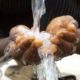 Affermage d’eau au Sénégal : la Sde remplacée par Eau Sénégal en 2020