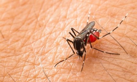 Paludisme à Kaolack : 675 cas recensés au troisième trimestre de l’année 2019