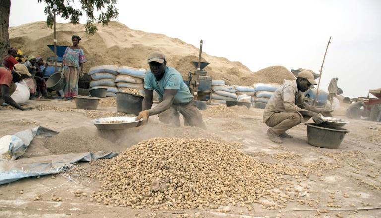 Arachides Sacs de cacahuètes livrés à un site de décorticage de la région de Kaolack