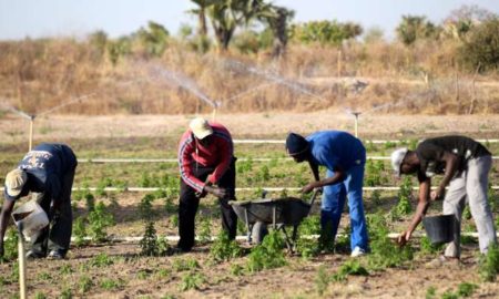 techniciens de l’agriculture