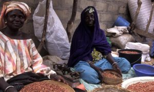 Des femmes qui travaillent dans l'arachides 2