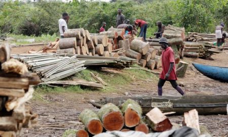 commerce illégal de bois de rose Casamance