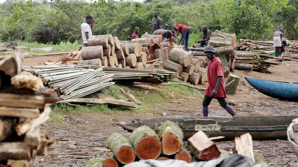 commerce illégal de bois de rose Casamance