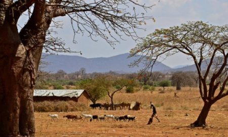 [Tribune] Covid-19 : le système agro-pastoral pour une relance économique - Par Bocar H. Diallo