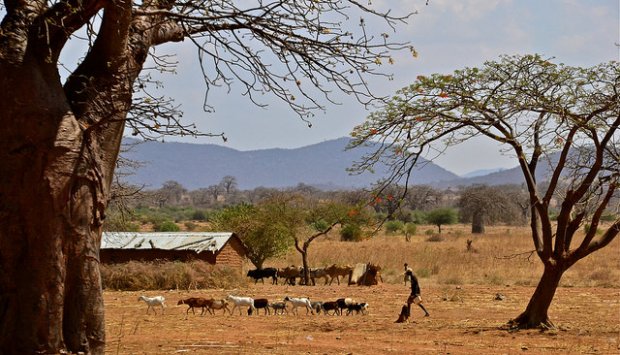 [Tribune] Covid-19 : le système agro-pastoral pour une relance économique - Par Bocar H. Diallo