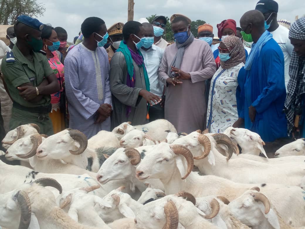 Tabaski : à 11 jours de la fête, Kaolack enregistre 28.000 têtes de mouton pour un besoin de 50.000