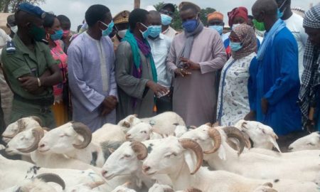 Tabaski : à 11 jours de la fête, Kaolack enregistre 28.000 têtes de mouton pour un besoin de 50.000