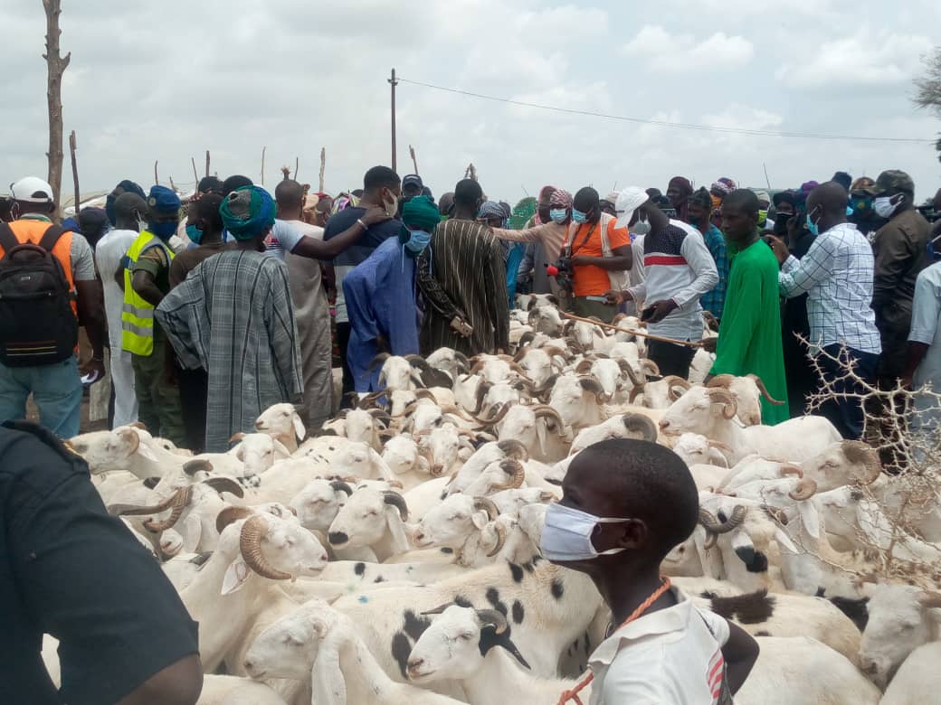 Tabaski : à 11 jours de la fête, Kaolack enregistre 28.000 têtes de mouton pour un besoin de 50.000