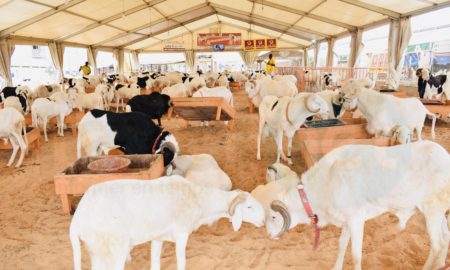 Tabaski et Covid 19 : plus 150.000 moutons invendus, le gouvernement promet des mesures