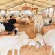 Tabaski et Covid 19 : plus 150.000 moutons invendus, le gouvernement promet des mesures