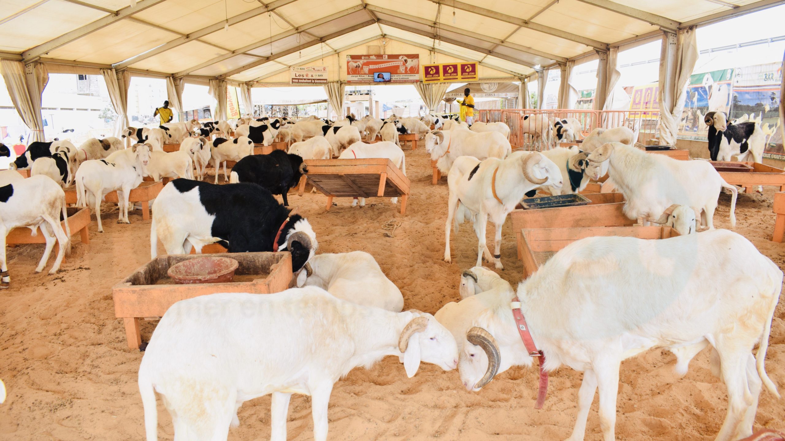 Tabaski et Covid 19 : plus 150.000 moutons invendus, le gouvernement promet des mesures