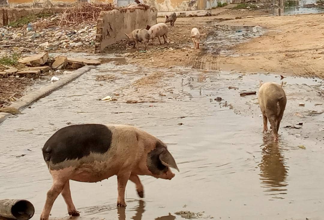 Divagation des animaux : les porcs dictent leurs lois à Kaolack