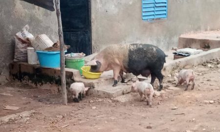 Divagation des animaux : les porcs dictent leurs lois à Kaolack