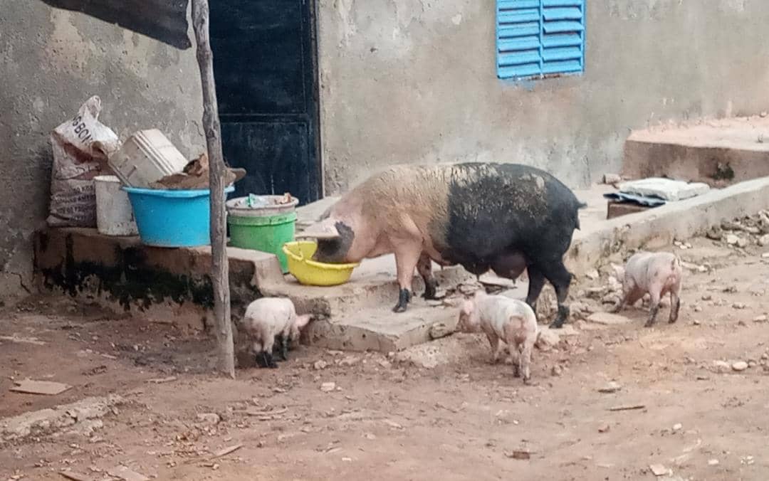 Divagation des animaux : les porcs dictent leurs lois à Kaolack