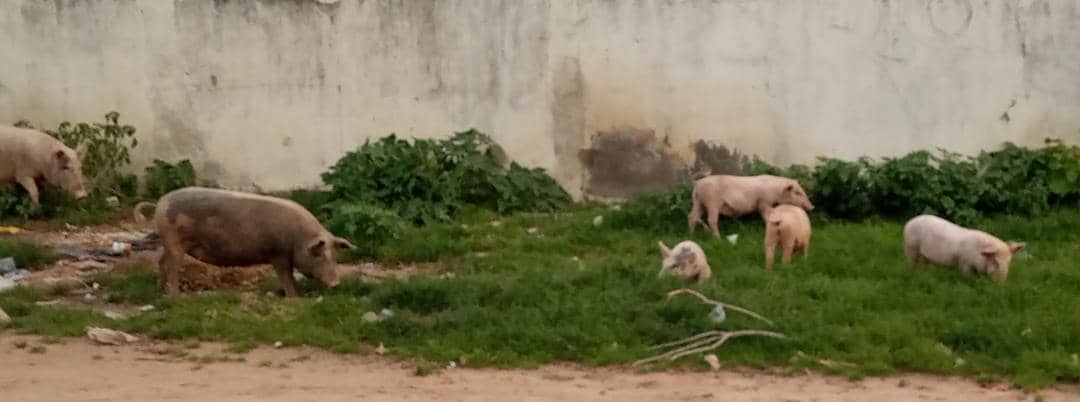 Divagation des animaux : les porcs dictent leurs lois à Kaolack