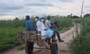 Ndiaffate : le maire emprunte une charrette pour accéder à la maison du défunt lycéen emporté par la pluie
