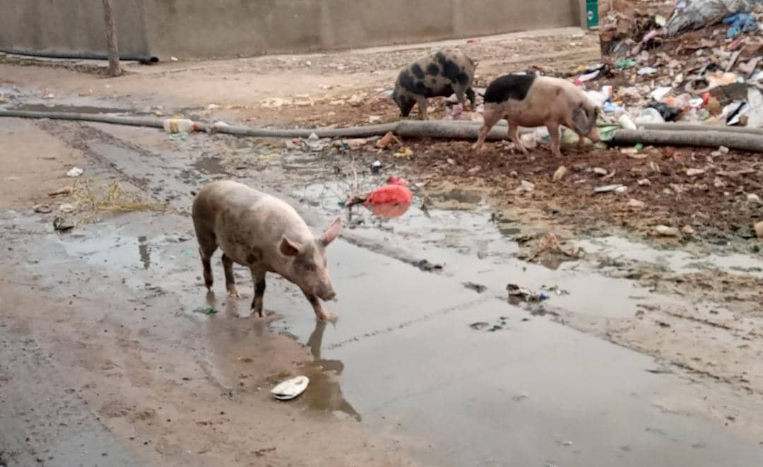 Divagation des animaux : les porcs dictent leurs lois à Kaolack