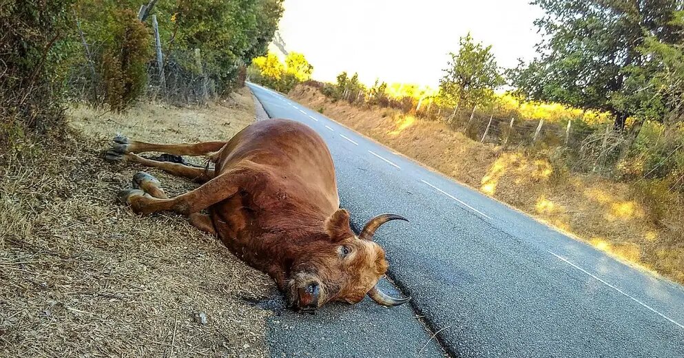 une vache morte