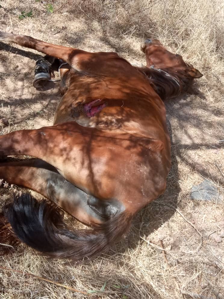 Kaolack : un enseignant percute des chevaux et meurt sur le coup à Keur Socé