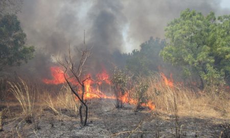 feu de brousse - Incendie