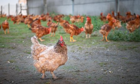 une ferme avicole