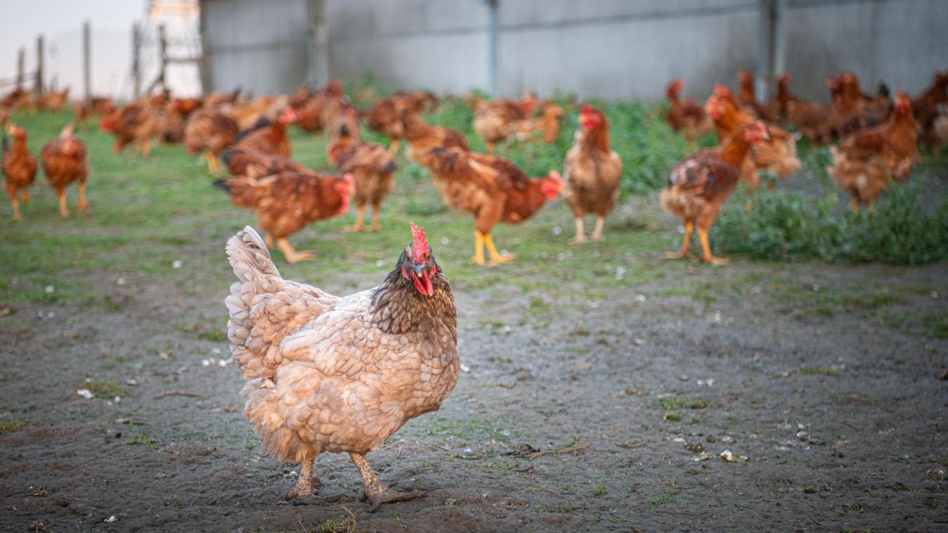 une ferme avicole