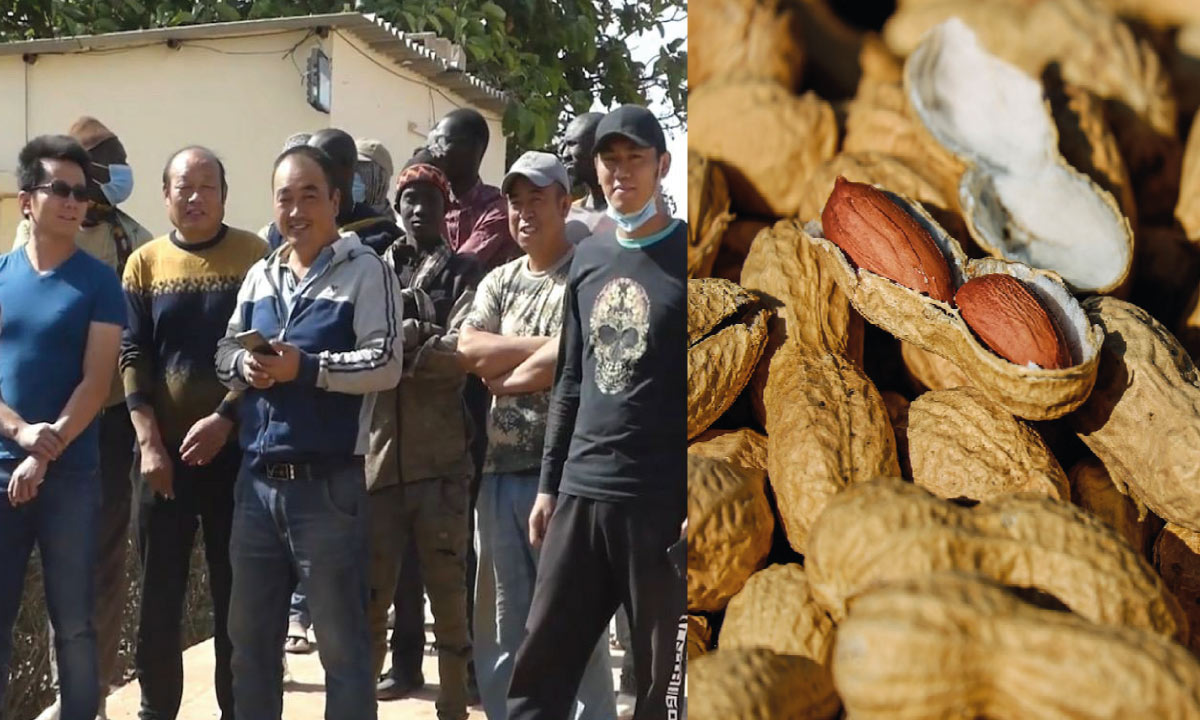 Main basse chinoise sur l’arachide sénégalaise : du désordre dans la filière aux soupçons de blanchiment de capitaux