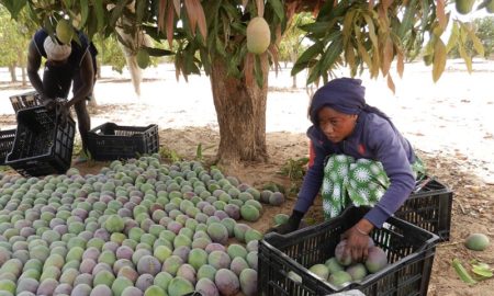 Des cultivateurs de mangue sénégalaise