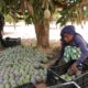 Des cultivateurs de mangue sénégalaise