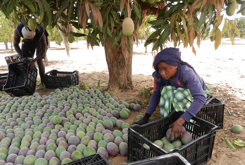 Des cultivateurs de mangue sénégalaise